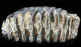 Fossil Southern Mammoth Molar - Hungary #57815-3